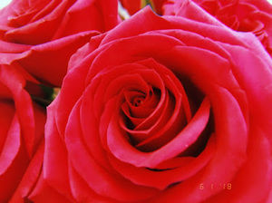 Meet your Posher, Grace